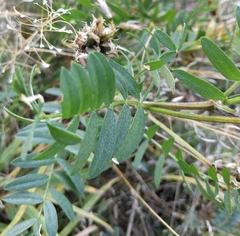 Astragalus austrosibiricus