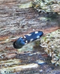 Abelater uncinatus