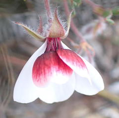 Pelargonium tricolor