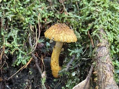 Inocybe lutea