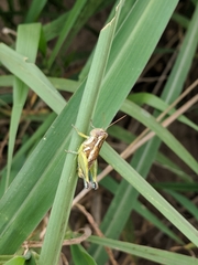 Paraidemona