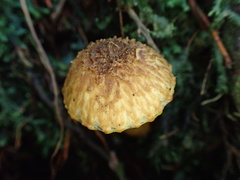 Inocybe lutea