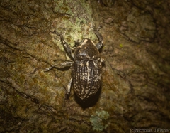 Eutyrhinus meditabundus