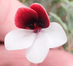 Pelargonium tricolor