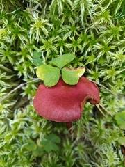 Blood-red Cort (Cortinarius sanguineus)