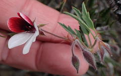 Pelargonium tricolor