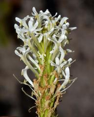 Dischisma ciliatum ciliatum