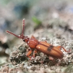 Higonius