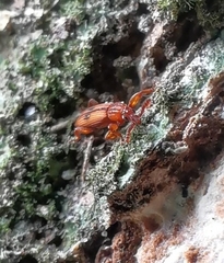 Higonius