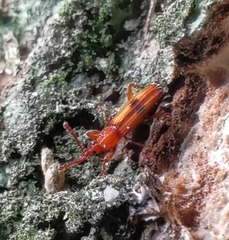 Higonius