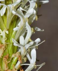 Dischisma ciliatum ciliatum