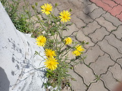 Crepis tectorum