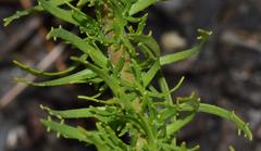 Dischisma ciliatum ciliatum