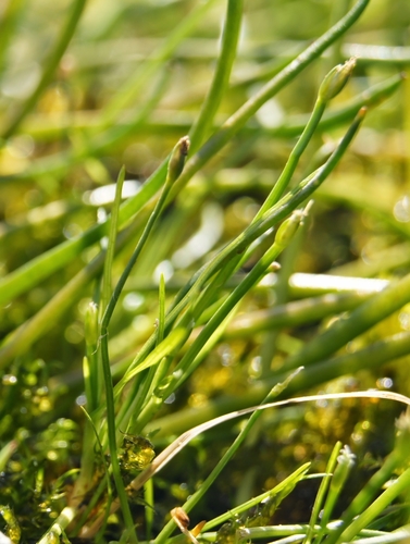 Image of Isolepis fluitans by (c) Dan Wrench, some rights reserved (CC BY)