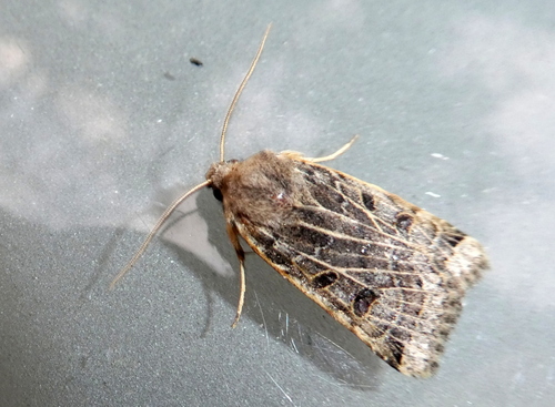 Lunar Underwing, 7735 Arrien, Nederland, photo 5 of 10