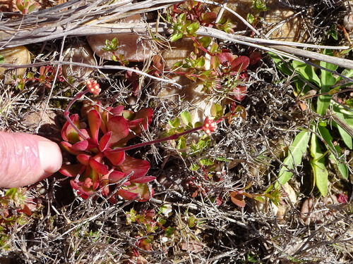 Crassula pubescens