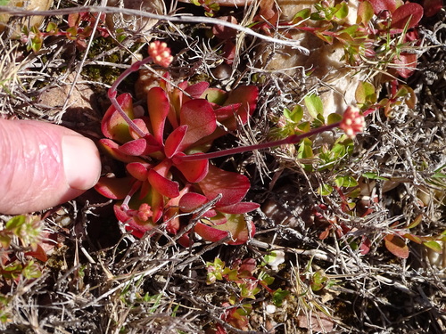 Crassula pubescens