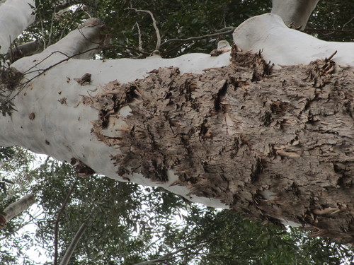 Sydney Blue Gum