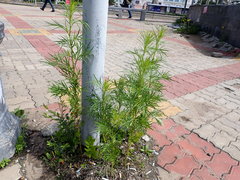 Artemisia sieversiana