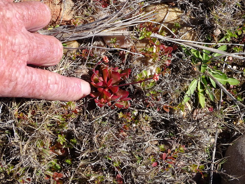 Crassula pubescens