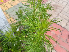Artemisia sieversiana