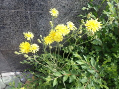 Crepis tectorum