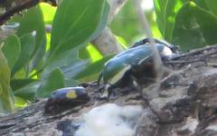 Pedinorrhina trivittata