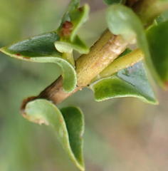 Penaea mucronata