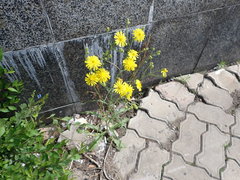 Crepis tectorum