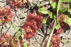 Drosera trinervia
