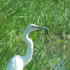 Ardea alba melanorhynchos