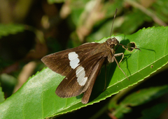 Notocrypta feisthamelii