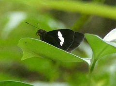 Notocrypta feisthamelii