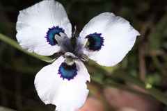 Moraea aristata