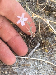 Stephanomeria exigua exigua