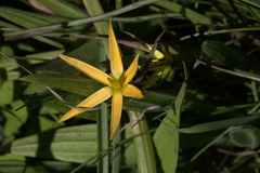 Pauridia serrata serrata