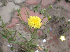 Crepis tectorum