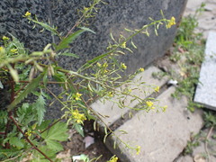 Erysimum cheiranthoides