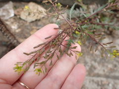 Erysimum cheiranthoides