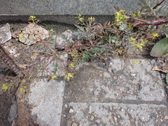 Erysimum cheiranthoides