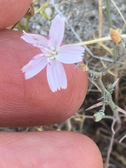 Stephanomeria exigua exigua