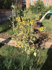 Helianthus annuus