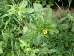 Potentilla norvegica