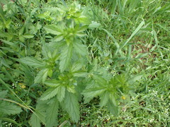 Potentilla norvegica