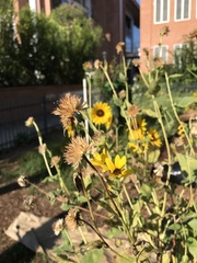Helianthus annuus