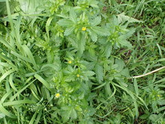 Potentilla norvegica