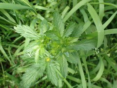 Potentilla norvegica