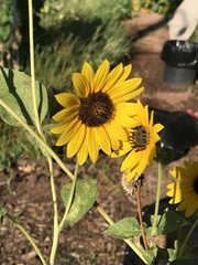 Helianthus annuus