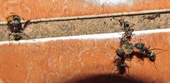 Camponotus cinctellus