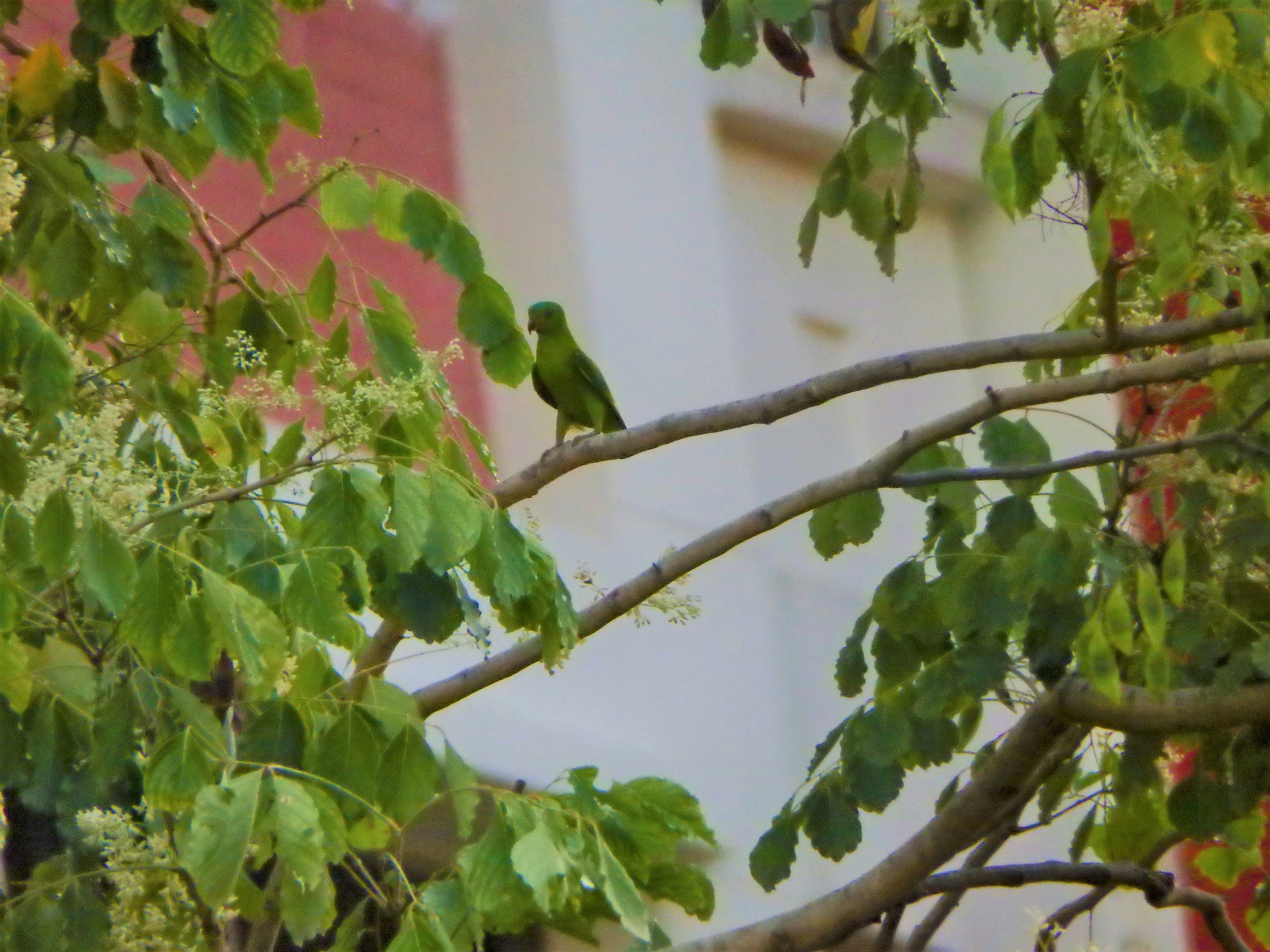 Blue-crowned Hanging-Parrot (Loriculus galgulus)